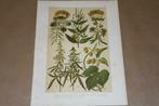 Antieke botanische kleurenlitho - o.a. Wolfsmelk Hennep !!, Ophalen of Verzenden