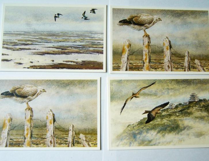 Erik van Ommen Zwarte wouw buizerd kaarten kaart Eric, Verzamelen, Ansichtkaarten | Dieren, Ongelopen, 1980 tot heden, Vogel, Ophalen of Verzenden