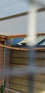 Koppel cubavinken, Dieren en Toebehoren, Meerdere dieren