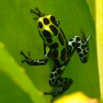 Ranitomeya variabilis 'Southern', Amfibie, 0 tot 2 jaar