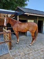 Te koop brave vos ruin, Dieren en Toebehoren, Paarden, 175 cm of meer, Gechipt, Ruin, 11 jaar of ouder