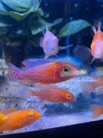 Aulonocara Fire fish ( malawi cichlide ), Vis