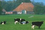 990090	Koe Boerderij	Friesland	_Gelopen met mooie zegel	Stem, Verzamelen, Ansichtkaarten | Nederland, Ophalen of Verzenden, Gelopen
