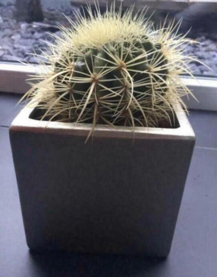 Luxe vierkante kubus moderne bloempotten vintage kwaliteit, Tuin en Terras, Bloempotten, Zo goed als nieuw, Terracotta, Binnen