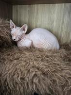 Laatste Sphynx kitten met stamboom, Dieren en Toebehoren, Katten en Kittens | Raskatten | Korthaar, Meerdere dieren, Met stamboom