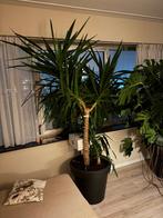 Yucca, Ophalen, Palm, Halfschaduw, 200 cm of meer