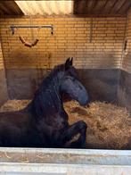 Mooie lieve Friese ruin, Dieren en Toebehoren, Paarden, Ruin, Dressuurpaard, 3 tot 6 jaar