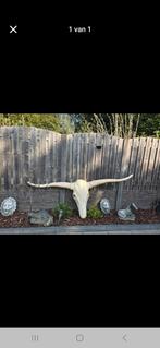 Longhorn Bieden moet weg, Dieren en Toebehoren, Paarden en Pony's | Overige Paardenspullen, Ophalen of Verzenden, Zo goed als nieuw
