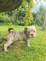 Old English bulldog pup, Dieren en Toebehoren, België, Particulier, Rabiës (hondsdolheid), 8 tot 15 weken