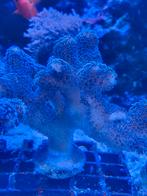 STYLOPORA PAARS EN ANDERE, Dieren en Toebehoren, Vissen | Aquariumvissen, Overige typen