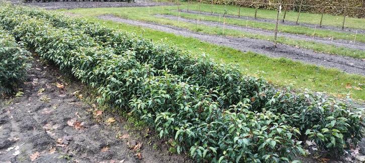 Portugese laurier, Prunus lusitanica 'Angustifolia', Tuin en Terras, Planten | Struiken en Hagen, Haag, Laurier, Minder dan 100 cm