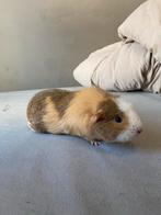 Cavia zeug, Dieren en Toebehoren, Knaagdieren, Cavia, Juli, Vrouwelijk, Tam