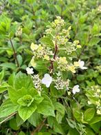 Grote partij onbespoten (pluim)hortensia’s te koop, Tuin en Terras, Planten | Tuinplanten, Halfschaduw, Zomer, Vaste plant, Ophalen of Verzenden