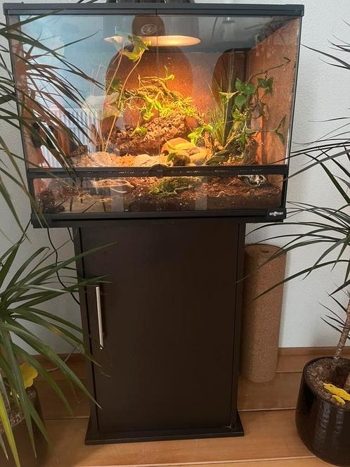Wimpergekko’s compleet incl: terrarium en toebehoren, Dieren en Toebehoren, Reptielen en Amfibieën | Toebehoren, Zo goed als nieuw