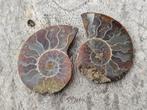 Leuk donker ammoniet paartje, Verzamelen, Mineralen en Fossielen, Ophalen of Verzenden, Mineraal