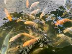 Jonge koi karpers cica 600 zie beschrijving, Dieren en Toebehoren, Karper of Koi