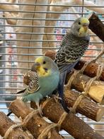 Grasparkiet Baby | Handtam | Jonkies | Div. kleuren, Dieren en Toebehoren, Vogels | Parkieten en Papegaaien, Meerdere dieren, Parkiet