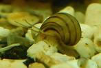Gezocht: Asolene spixii, Slak of Weekdier, Zoetwatervis