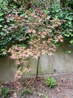 Japanse esdoorn, Tuin en Terras, Planten | Bomen, Ophalen, Bloeit niet, Halfschaduw, Overige soorten