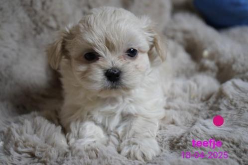 Mooie kleine boomer pups., Dieren en Toebehoren, Honden | Chihuahua's en Gezelschapshonden, Meerdere dieren, Overige rassen, Fokker | Professioneel