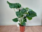 Monstera Deliciosa - Gatenplant H: 70 cm., Ophalen, Overige soorten, Halfschaduw, Minder dan 100 cm