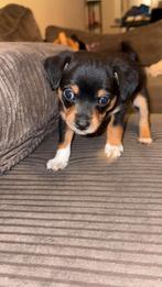 Pomchi pups te koop, Dieren en Toebehoren, Honden | Chihuahua's en Gezelschapshonden, Rabiës (hondsdolheid), Overige rassen, 8 tot 15 weken