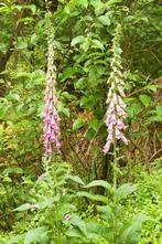 zaden  roze vingerhoedskruid digitalis purpurea inheems, Tuin en Terras, Verzenden, Najaar, Volle zon, Zaad