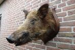Prachtige grote opgezette wilde zwijnen kop, Ophalen of Verzenden, Zo goed als nieuw, Wild dier, Opgezet dier