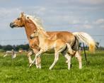 Super mooi en lief haflinger merrie veulen, Dieren en Toebehoren, Gechipt, Niet van toepassing, 0 tot 2 jaar, Merrie