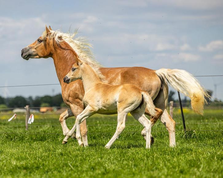 Super mooi en lief haflinger merrie veulen, Dieren en Toebehoren, Pony's, Merrie, Niet van toepassing, E pony (1.48m - 1.57m)