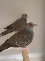 Diamantduiven, Dieren en Toebehoren, Meerdere dieren, Tropenvogel, Geringd