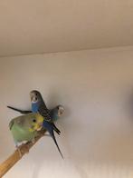 Div grasparkieten, Dieren en Toebehoren, Vogels | Parkieten en Papegaaien, Meerdere dieren, Parkiet