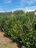 Laurier struiken, Tuin en Terras, Planten | Struiken en Hagen, Ophalen, Laurier, Minder dan 100 cm