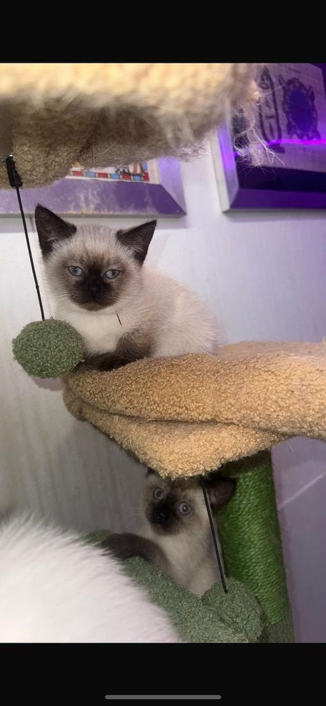 3 half schattig half siammes en half kort britch haar kitten, Dieren en Toebehoren, Katten en Kittens | Raskatten | Korthaar, Poes