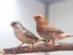 Oranje borst grote zebravinken, Dieren en Toebehoren, Vogels | Overige Vogels, Meerdere dieren
