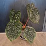 Anthurium Luxurians, Huis en Inrichting, Kamerplanten, Overige soorten, Minder dan 100 cm, Groene kamerplant, Halfschaduw