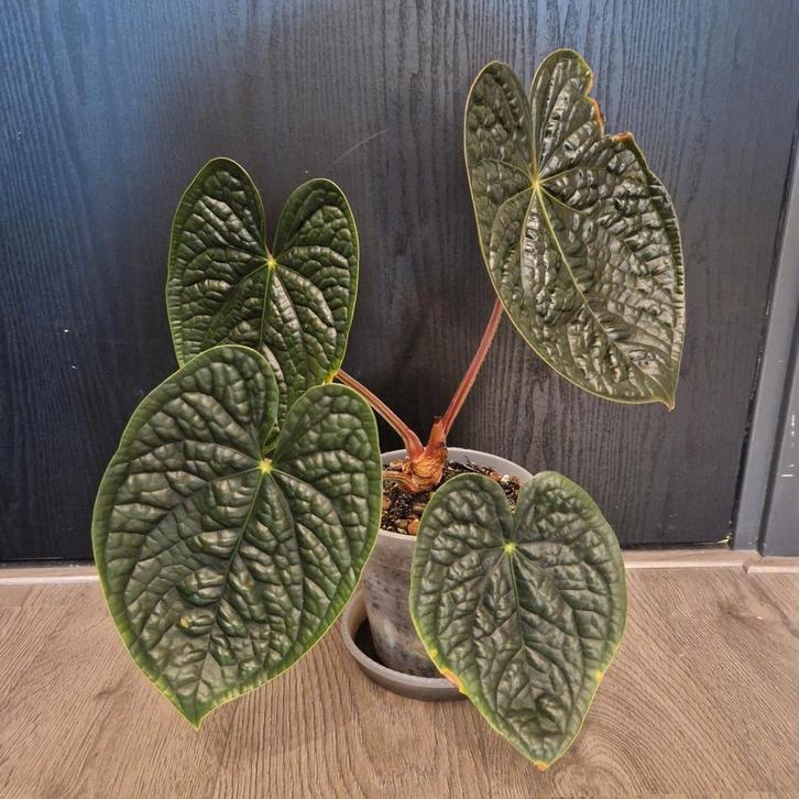 Anthurium Luxurians, Huis en Inrichting, Kamerplanten, Overige soorten, Minder dan 100 cm, Groene kamerplant, Halfschaduw, Ophalen of Verzenden