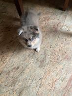 Nog 1 prachtige beige merle pomsky pup !, Dieren en Toebehoren, Honden | Poolhonden, Keeshonden en Oertypen, CDV (hondenziekte)