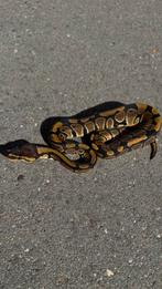 Koningspython ballpython wildkleur vrouw 100% het Clown., Dieren en Toebehoren, Reptielen en Amfibieën, Slang, 0 tot 2 jaar