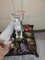 Oosterse korthaar kittens met stamboom, Dieren en Toebehoren, Katten en Kittens | Raskatten | Korthaar, Meerdere dieren, Gechipt