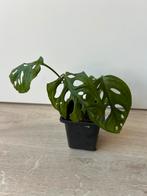 Monstera adansonii (monkey mask), Ophalen of Verzenden, Overige soorten, Minder dan 100 cm