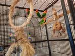 Te koop 4 fischeries, Dieren en Toebehoren, Meerdere dieren, Parkiet, Geringd