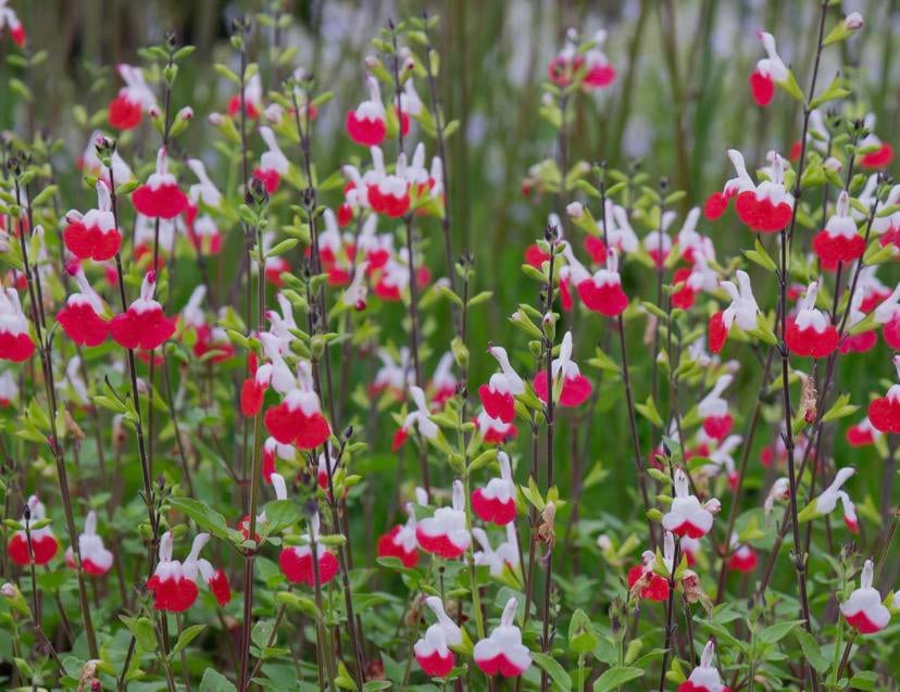 Salvia ‘hot lips’, Ophalen, Overige soorten, Volle zon