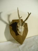 Schedel van hert met gewei, Ophalen of Verzenden, Gebruikt, Hert, Schedel