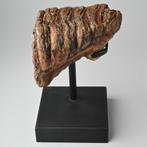 Mammoet kies fossiel tand Noordzee incl. standaard op maat, Ophalen of Verzenden, Fossiel