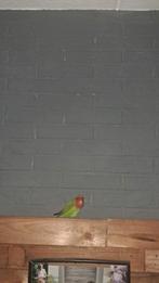 Gevraagd, Dieren en Toebehoren, Mannelijk, Parkiet, Tam