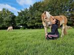 Stalling vol pension, Dieren en Toebehoren, Stalling en Weidegang, Weidegang