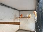 Roodruggen Ino oranje opaline, Dieren en Toebehoren, Vogels | Parkieten en Papegaaien, Meerdere dieren, Dwergpapegaai of Agapornis