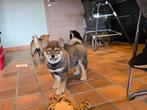 Shiba inu reu sesam - geteste ouders en stamboom, Dieren en Toebehoren, België, Fokker | Hobbymatig, CDV (hondenziekte), 8 tot 15 weken