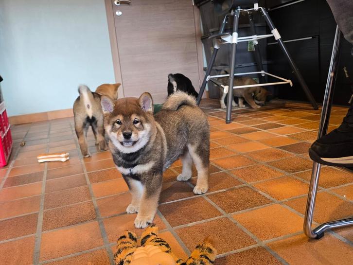 Shiba inu reu sesam - geteste ouders en stamboom, Dieren en Toebehoren, Honden | Poolhonden, Keeshonden en Oertypen, Reu, Overige rassen